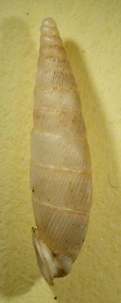 Papillifera cf. papillaris